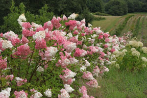 Obraz Hydrangea